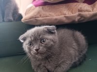 Sahiplendirme scottish fold