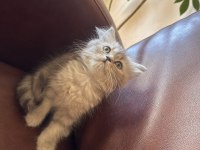 4 tane yavru var scottish fold british longhair