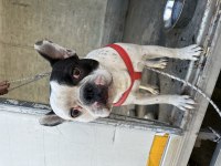 Korsan french bulldog