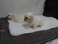 Maltese Yavrular
