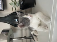 Onu ömür boyu sevecek exotic shorthair ailesini arıyoruz