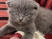 Scottish fold 1,5 aylık dişi
