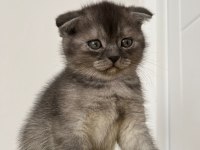 Tüm eğitimleri tam olan scottish fold