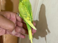 29 GÜNLÜK KUSURSUZ ERKEK BEBEK MUHABBET