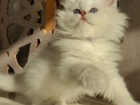 Show british longhair yeni yuvasını bekliyor