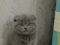 YAVRU KEDİMİZİ SAHİPLENDİRMEK İSTİYORUZ