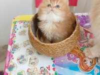 British Longhair by 11 erkek bebek safkan şecereli