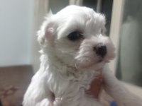Maltese yavrular