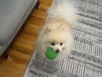 Pomeranian tilki surat köpeğimiz