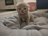 Kusursuz Scottish Fold Lilac/Black Yavrular