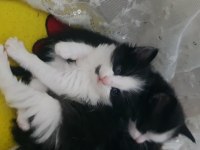 Tekli Veya Çoklu Kedileri Sahiplendirme ÜCRETSİZ