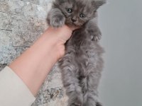 British shorthair ve longhair bebekler