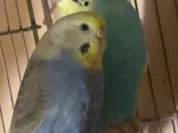 Acil satılık muhabbet kuşu açıklamayı okuyun
