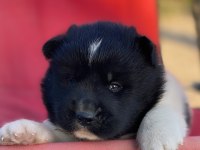 Amerikan Akita İnu Yavruları