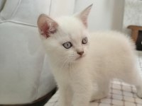 Safkan british blue point