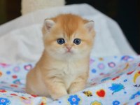 Sevimliliğin Zirvesi Golden British Shorthair  