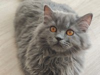 British longhair 4 aylık