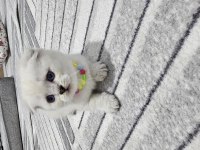 Scottish Fold Point