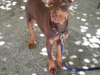 Şampiyon Soydan Doberman Yavrular