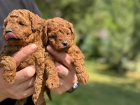 Evinizin Neşesi Poodle Yavrular