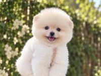 Gülen Yüz Pomeranian Boo