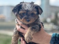 Petmode köpek çiftliğinden tea cup morkie yavrular