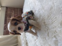 Sağlık ırk garantili cavalier king charles yavrular