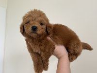 Maltipoo Lekesiz 