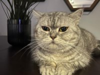British shorthair yavrumuza yeni bir aile arıyoruz