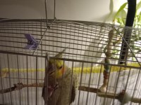 7 aylık sultan papağanı erkek
