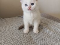 Cam gibi Masmavi Gözlü Scottish Fold Bebeklerim