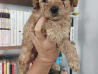 Maltipoo Yavru Köpekler