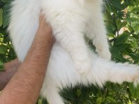 SIFIR BURUN MAVİ GÖZLÜ İRAN KEDİSİ