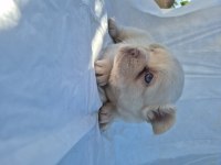 French bulldog bebekler