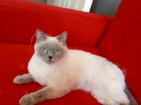 2 yaşında tecrübeli anne scottish fold