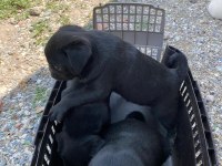 Pug yavrular