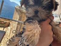 TEACUP dişi yorkshire terrier