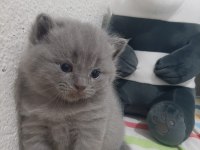 British Shorthair Yavruları