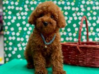 Orjinal toy poodle çocuklar