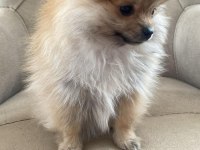 Kahverengi dişi pomeranian boo