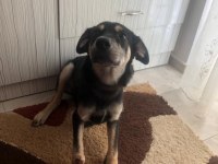Köpeğimizi acil sahiplendiriyoruz