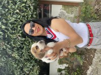 Beagle yavrularım sağlık ve ırk garantilidir