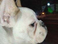 French Bulldog 10 aylık dişi