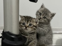 Scottish fold ve scottish straight 4 adet yavrularımız var