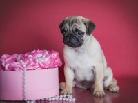 Şahane pug yavrular