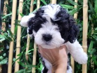 ORJİNAL MALTESE TERRİER BEBEKLER