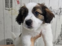 Fino - Pomeranian Kırması Yavrular