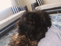 Maltipoo evcil oyuncu köpeğimiz