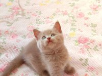 GRİ LİLAC DİŞİ ERKEK SAFKAN YAVRU KEDİLER