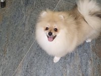Pomeranian Boo Orijinal Ayı Uygun